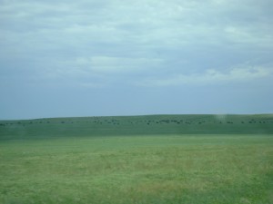 It’s very flat out here (and there are a lot of Buffalo)